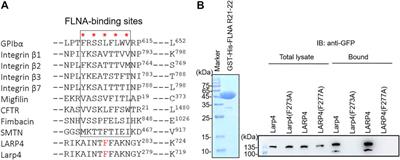 Interaction of LARP4 to filamin A mechanosensing domain regulates cell migrations